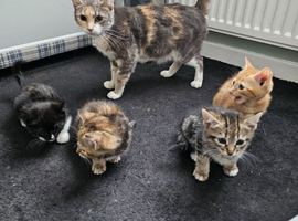 Kittens looking for loving homes only