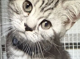 Beautiful pedigree GCCF silver and black tabbies.
