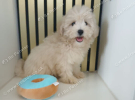 Multipoos puppies ready to go one boy one girl available