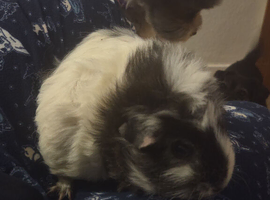 2 sows