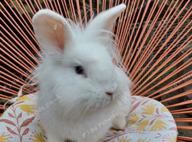 Male mixed lionhead rabbit