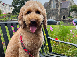 Cockapoo stud