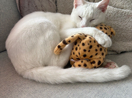 Russian White x British Shorthair Male &ndash; 1 Year Old &ndash; Looking for a Loving Forever Home