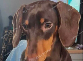 Dachshund boy