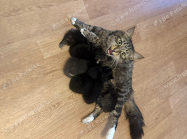 Kittens looking for new homes!!!
