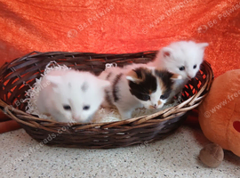 Beautyful, fluffy, kittens.