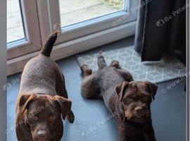 2 patterdales must go together