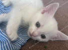 White female kitten