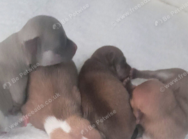chihuahua pups, not ready to go yet.