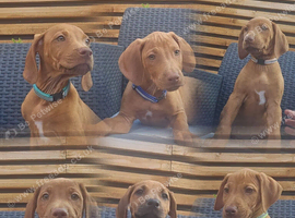 Rhodesian ridgeback looking for their forever homes