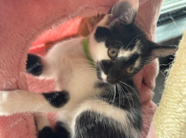 Playful Kittens