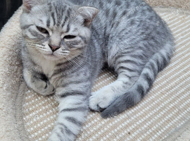Scottish fold/straight kittens