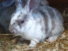 Mini Rex babies