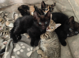 Tabby kittens