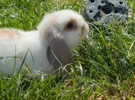 Female Mini Lop Rabbit &ndash; Beautiful White & Grey/Peach Markings &ndash; Pet Bunny