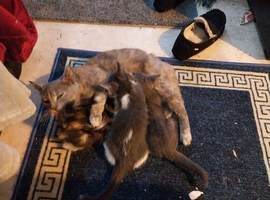 I have 2 kittens left ready for there forever home