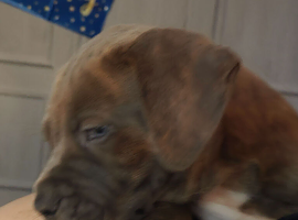 Puppies