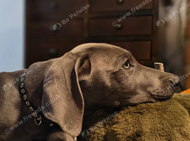 KC REGISTERED WEIMARANER PUPPIES AVAILABLE