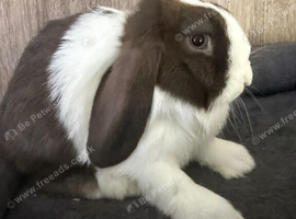 Pure Baby Mini Lops For Sales