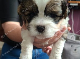 3 little boys shih tzu