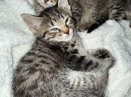 Half ragdoll half silver bengal kittens