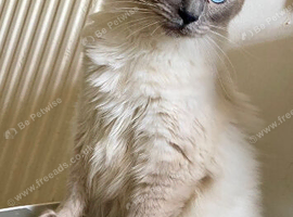 ragdoll kittens