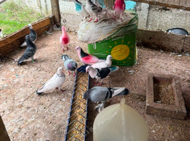 Best Pigeons