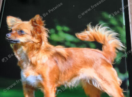 Beautiful male Jackawawa 3 years 10mth old