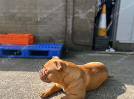 6 year old pocket bully (LUNA)