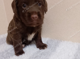 Last 2 Cocker spaniel pups
