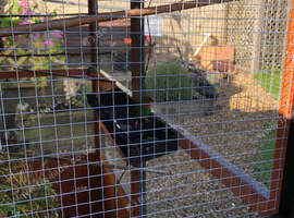 Parrot finches