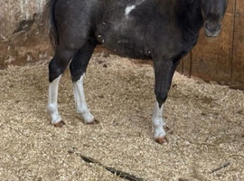Lovley shetland foals