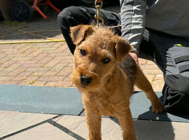 Lakeland dog looking for home