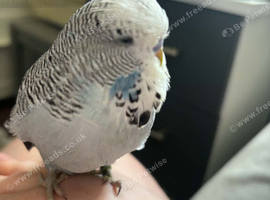 Exhibition budgie with cage