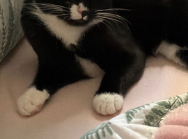Beautiful kitten 5 months