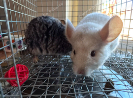 2 young chinchilla sisters