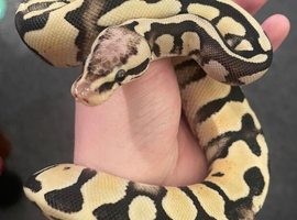 Super Pastel Desert Ghost 3yo (F)