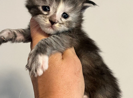 Maine coon x British short hair