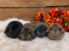 Beautiful mini lops