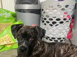 Female cane corso