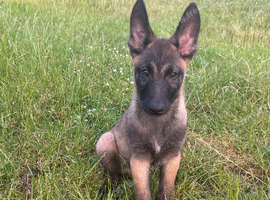Belgian Malinois