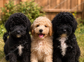 Purebred mini poodles ready for their forever homes