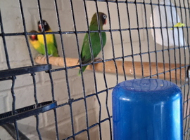 Lovebird