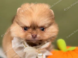 BEAUTIFUL TEDDY FACE POMERANIAN PUPPIES KC