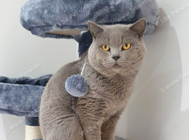 British blue shorthair male