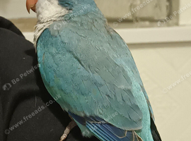 Silly tame baby quaker parrot
