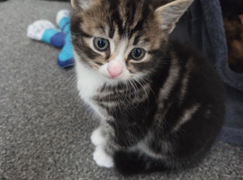 All sold .. 4 beautiful kittens
