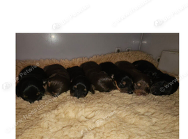 6 longhair mini dachshund puppies