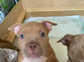 Pocket bully pups