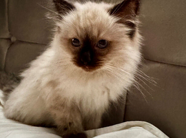 Beautiful Ragdoll kittens  full vaccinated and chipped